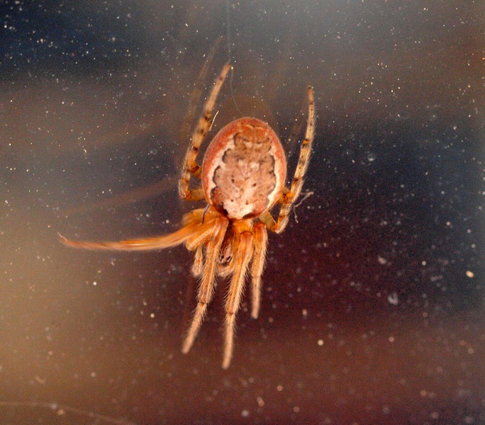 Zygiella sp.